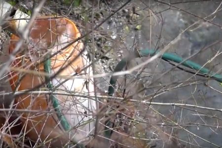 Троянският Туин Пийкс! Сенките зад Сдружение „Курортен комплекс Чифлик“ ползват медийната бухалка „Зов Нюз“ – ЕПИЗОД 3